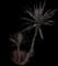 Spineless Yucca — design image 1