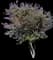 Hong Kong Orchid Tree — design image 2
