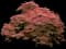 Red Dragon Japanese Maple Tree — design image 3