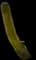 Organ Pipe Cactus — design image 4