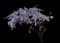 Chinese Wisteria — design image 3