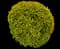 Golden Privet 'Aureum' — design image 5