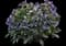 Pink-a-Blue™ Lungwort — design image 1