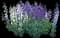 Large Beardtongue (Penstemon) — design image 1