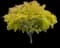 Honeylocust Tree — design image 7