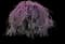 Covey Lavender Twist® Weeping Eastern Redbud — design image 2