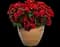 Solenia Scarlet Rieger Begonia — design image 5