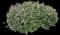 Purple Trailing Lantana — design image 4