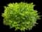 Lemon Lime Nandina Shrub — design image 1