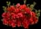 Azalea (Rhododendron) — design image 5