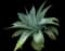 Fox Tail Agave — design image 24