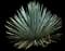 Chaparral yucca — design image 1
