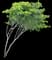 Lignum Vitae — design image 2