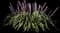 Lily Turf Grass — design image 2