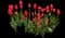 Tulip 'Avignon Single Late' — design image 1