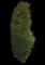 Ming Aralia — design image 1