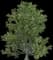 Sweet Chestnut Tree — design image 2