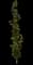 Beacon® Swamp White Oak Tree — design image 5
