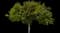 Honeylocust Tree — design image 1