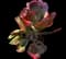 Paddle Plant — design image 1