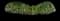 Lily Turf Grass — design image 18