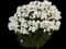 Tall Garden Phlox (Phlox paniculata) — design image 1