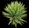 Sisal Agave — design image 7