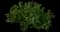 Ocean Sunset™ Violet Ice Plant — design image 2