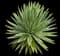 Sisal Agave — design image 5