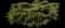 Juniper Bush — design image 1