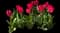 Tulip 'Lady Van Eijk' — design image 1