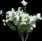 Rosa Floribunda 'Iceburg' — design image 2
