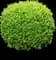 Green Velvet Boxwood Shrub — design image 1