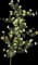 Rosa Golden Showers Climbing — design image 4