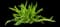 Asparagus Fern Plant — design image 5