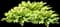 'Gold Standard' Hosta — design image 2