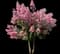 Hopi Crape Myrtle — design image 1