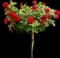 Dancing in the Dark™ Rose Tree — design image 1