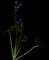 Meadow Cranesbill — design image 1