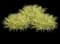 Sweet Flag Grass — design image 1
