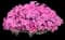 Dianthus Plant — design image 2