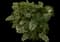 Oakleaf Hydrangea Shrub — design image 4