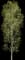 Balsam Poplar — design image 4