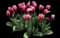 Tulip 'Russian Princess' — design image 2