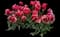 Tulip 'Dee Jay Parrot' — design image 1