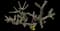 Tree cholla — design image 2