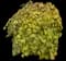 Eastern Redbud Tree — design image 16