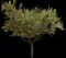 Frantoio Olive Tree — design image 1
