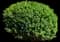 Green Velvet Boxwood Shrub — design image 2