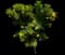 Sundance Tecoma — design image 1